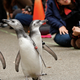 Illustration for article titled Adorable Penguin Couple Has Been Holding Wings for 16 Years